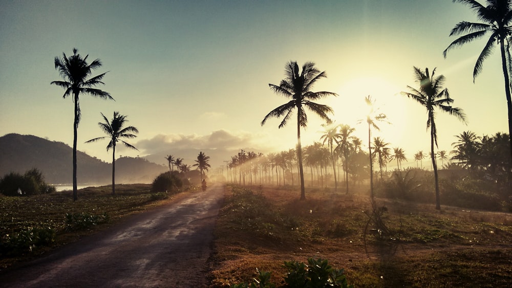 Coconut palm grove