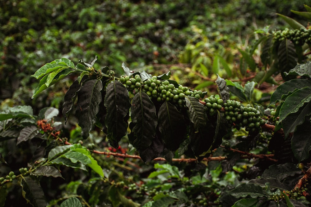 Coffee beans on the branch