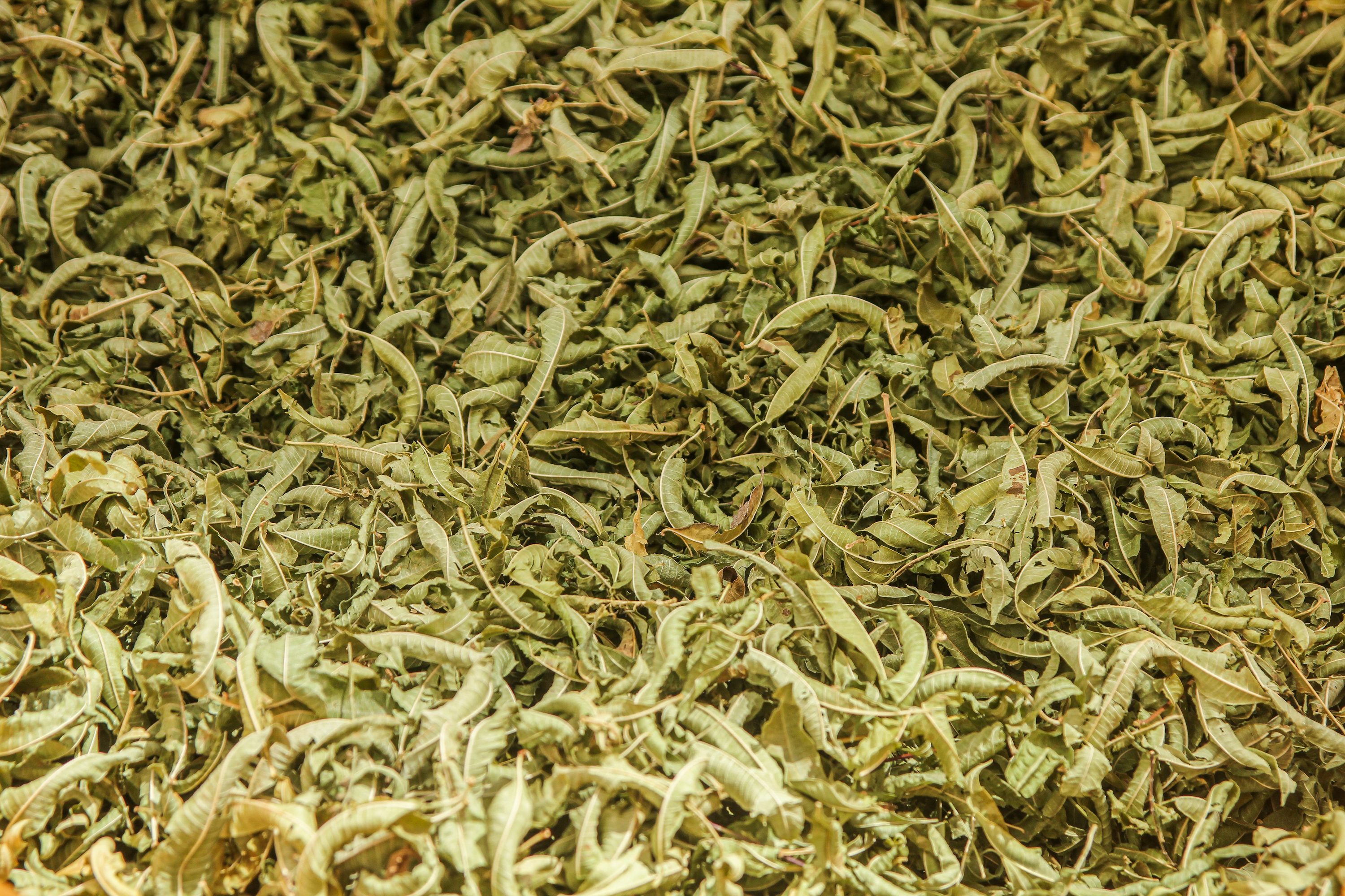 Green Tea Bud & Leaf