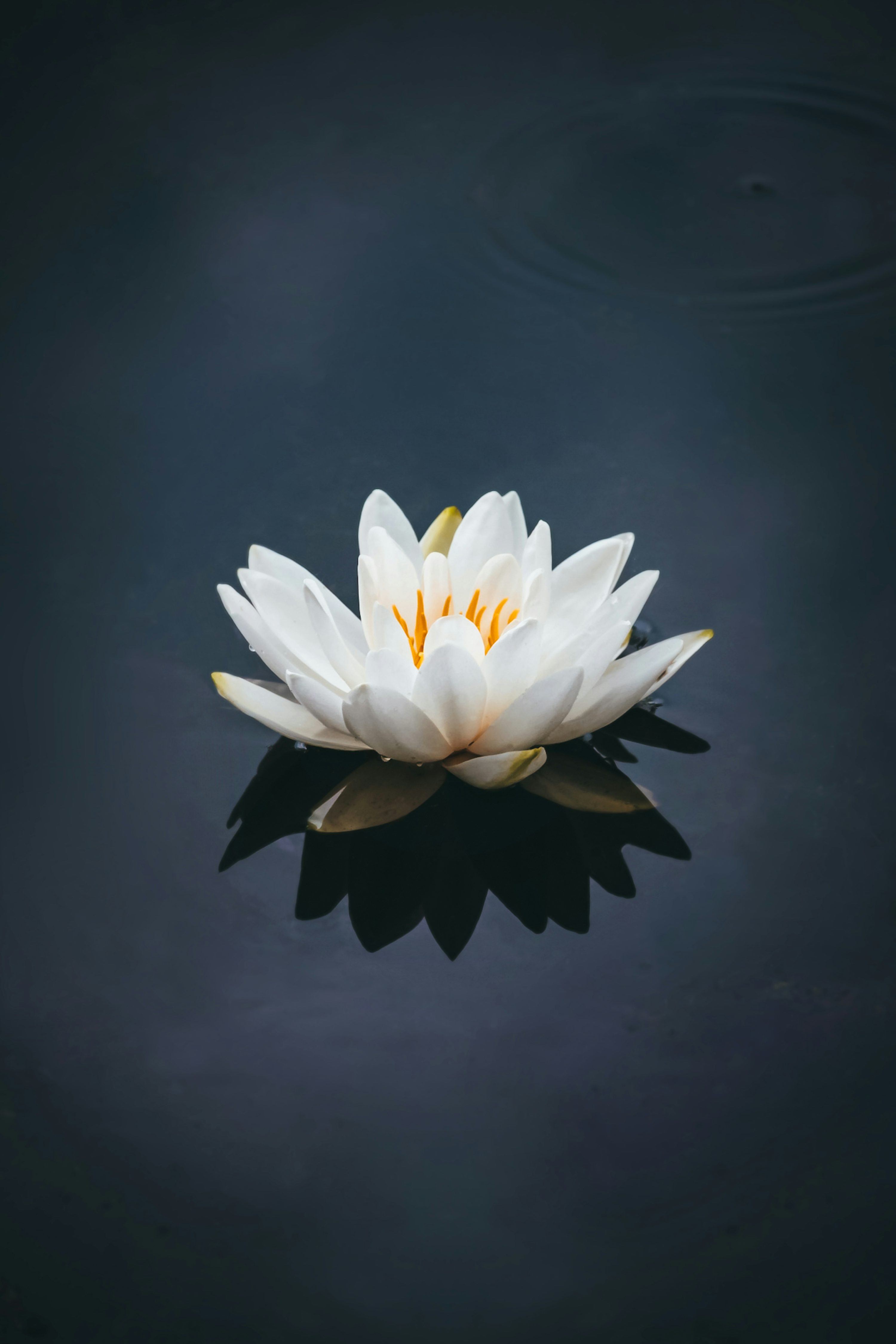 Lotus Tea Grade B Leaf