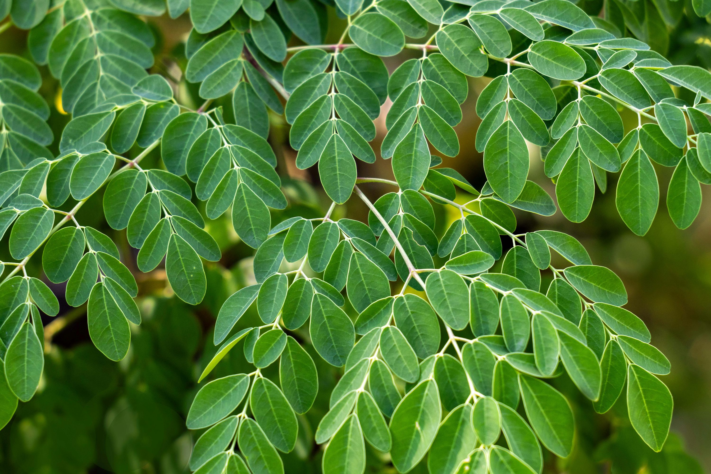 Moringa Tea Bud & Leaf